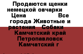 Продаются щенки немецкой овчарки!!! › Цена ­ 6000-8000 - Все города Животные и растения » Собаки   . Камчатский край,Петропавловск-Камчатский г.